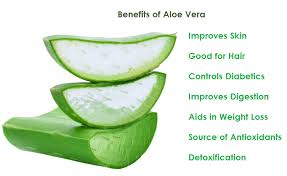For extra conditioning and to soften, you can mix it with olive or avocado oil. How Is Aloe Vera Juice For Hair Helpful In Enhancing Its Texture By Sarvliving Medium