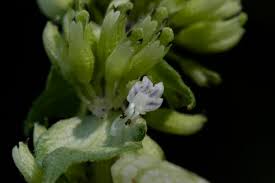 Image result for Platostoma montanum