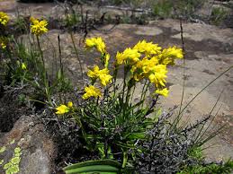 Image result for Schizochilus