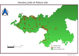 Image result for Peddiea rapaneoides