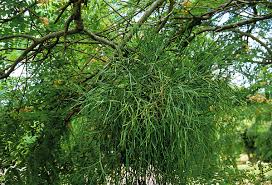 Image result for Viscum congolense