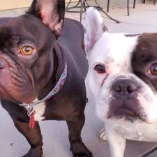 Because of the shape of their ears, they may collect debris and require more attention than clean the outer parts of your french bulldog's ears any time they look dirty, and clean the inside of their ears at least once per month. French Bulldogs 7 Things Owners Of Frenchies Know To Be True