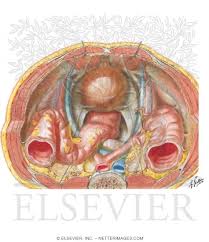 The male pelvic floor is a complex structure made up of muscles, ligaments, nerves and fascia. Pelvic Contents Male
