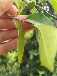 Image result for Cassipourea fanshawei