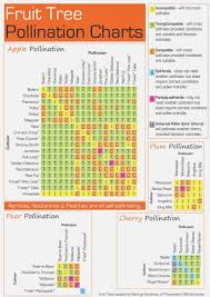 28 Paradigmatic Fruit Tree Pollinators Chart