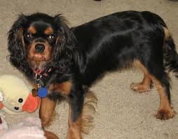 We did not find results for: Cavalier King Charles Spaniel Dog Breed Information And Pictures