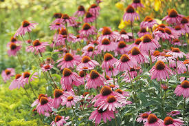 If you like to have a tidy garden through the winter, then you can cut back your coneflowers after they go dormant in the late fall or early winter. Coneflower Growing Guide Garden Gate