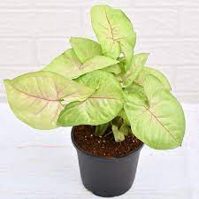 21 Indoor Arrowhead Vine Varieties In 2021 Arrowhead Vine Arrowhead Plant Plant Leaves