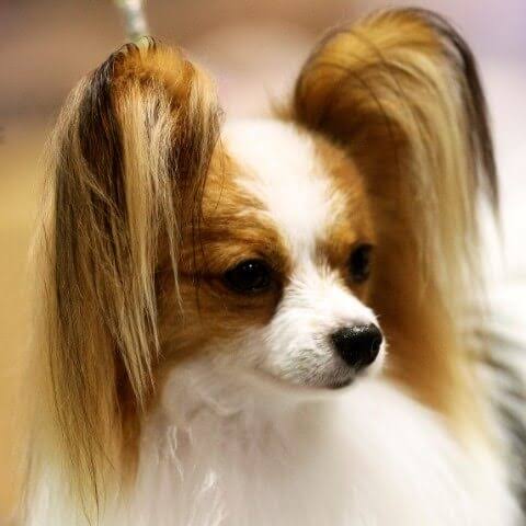 Papillon Dog Breed and Characteristics
