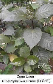 We did not find results for: Kampoeng Djamoe Organik Martha Tilaar Group