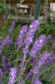 If You Love The Smell Of Lavender You May Believe That It Is What Heaven Smells Like Lavanda Aceite Esencial De Lavanda Plantas