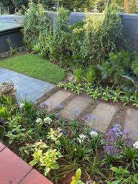 Image result for Coleus hadiensis