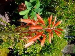 Image result for Aloe aculeata × globuligemma