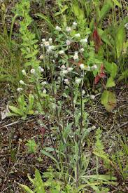 Image result for Gyrodoma hispida