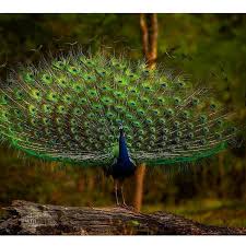 Is This A Male Or Female Follow Us On Twitter Vero By Arun S K