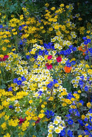 Mixed Beautiful Western American Native Wildflowers In Goldyellow Orange Blue Variety Of Colorful Blooms Linum Schoner Blumengarten Schone Blumen Blumen Malen