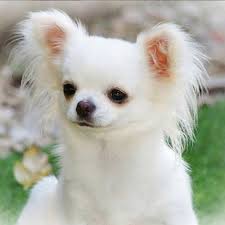Yaya Kosikova Busca Un Perro Para Montserrat Oliver Chihuahuas Perros Perros Lindos En Razas De Perros
