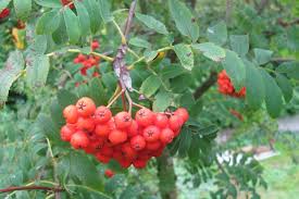 Leckere Vogelbeere Beeren Eberesche Chutneys