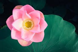 Image result for Lotus