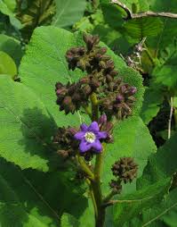 Image result for Wigandia urens