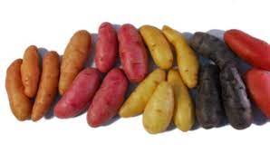 They have been named to the ark of taste by the slow food movement and a google search for ozette potatoes returns. Fingerling Potatoes Nature S Produce