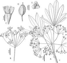 Image result for Astropanax myrianthus