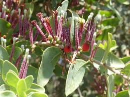 Image result for Tapinanthus oleifolius