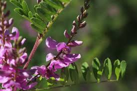 Image result for Indigofera erythrogramma