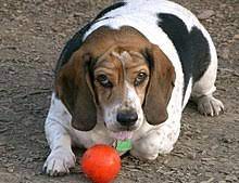 Beagle Wikipedia