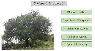 Image result for Schinopsis