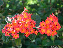 Image result for Rotheca aurantiaca