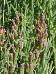 Image result for Sarcocornia