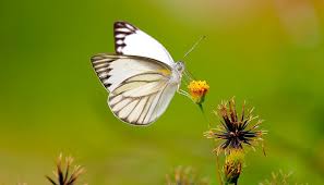 Cabbage white butterflies are still butterflies and great garden pollinators. White Butterfly Meaning And Symbolism