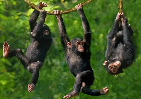 Gorilla trekkers in Bwindi Impenetrable Forest, Uganda