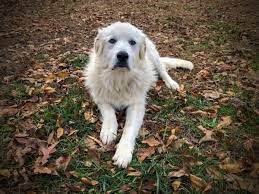 As the name suggests, blue heeler german shepherd mix is a crossbreed of working dogs blue heeler (or queensland heeler or australian cattle dog (acd)) and the very popular german shepherd dog (gsd). Great Pyrenees German Shepherd Mix Hubpages