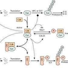Check spelling or type a new query. Three Different Ways To Regulate Cyclin Dependent Kinase Cdk Download Scientific Diagram