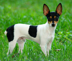 Toy Fox Terrier Wikipedia