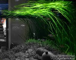 Image result for Vallisneria