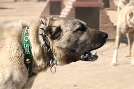 Dunya Kangal I Kabul Etti Haber