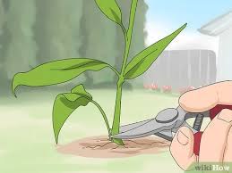 Coneflowers started from seed may take 2 to 3 years before producing blooms. 3 Ways To Prune Coneflowers Wikihow