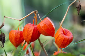 Maybe you would like to learn more about one of these? Physalis Alkekengi Chinese Lantern Plant Care Horticulture