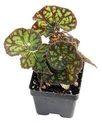 Amazon Com Begonia Froggy Begonia Rex Hybrid Garden Outdoor Begonia Plants Outdoor Gardens