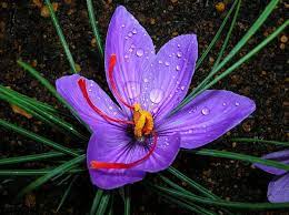 Last Saffron Saffron Flower Saffron Crocus Expensive Flowers