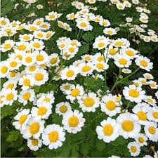 Image result for Feverfew