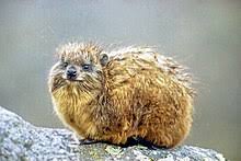 Order through division street grocers by @avagenes or via @caviar by clicking through below ✨ divisionstreetgrocers.com. Hyrax Wikipedia