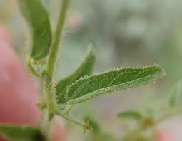 Image result for Hermannia glanduligera