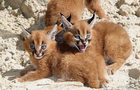 We are exotic cat breeders specialized in the breeding of caracal and caracat f1, f2 & f3 feel free to contact us and buy your own cat asap. Important Facts About Caracal Pet You Need To Know