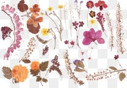 If you need at least a case of one of our products you have come to the right place. Dried Flowers Png Best Dried Flowers Blue Dried Flowers Purple Dried Flowers Dried Flowers Retail Wholesale Dried Flowers Dried Flowers And Herbs Display Dried Flowers Freeze Dried Flowers Bulk Dried Flowers