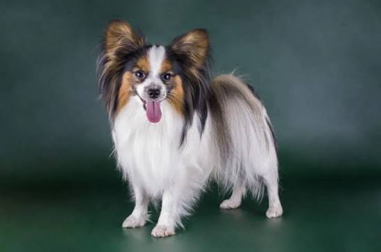 Top 8 Facts About the Papillon Dog Breed | Lancaster Puppies