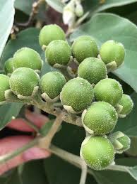 Image result for Solanum richardii